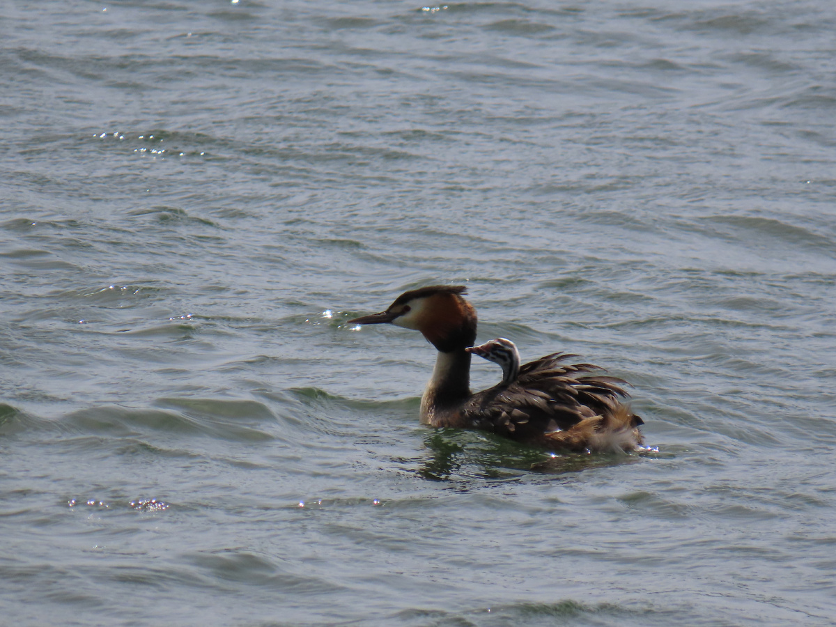Чомга и её утёнок (май 2025 года)