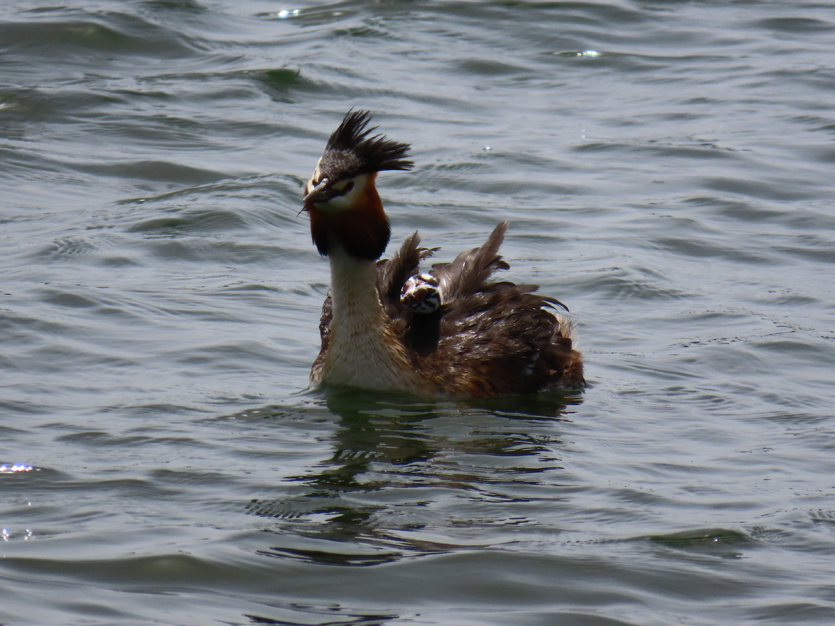 Не сразу даже увидела его, думала от ветра перья топорщатся (май 2025 года)