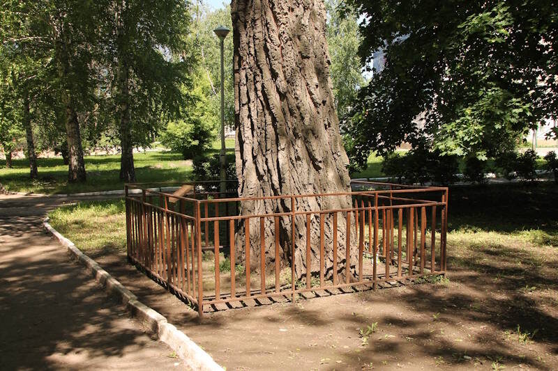 Тополь Бек-Булатова