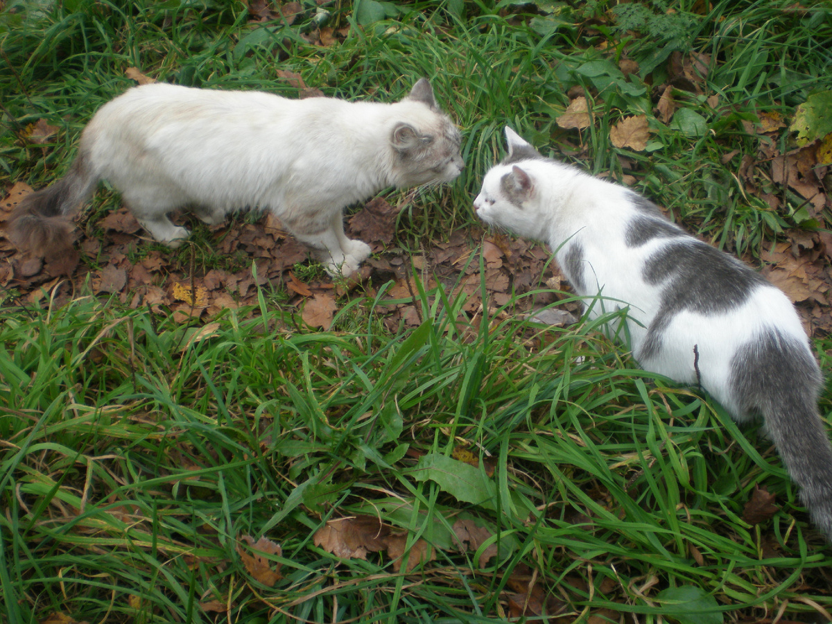 Весна ... Знакомство джентльмена с дамой  .Джентльмен - это который серенький .