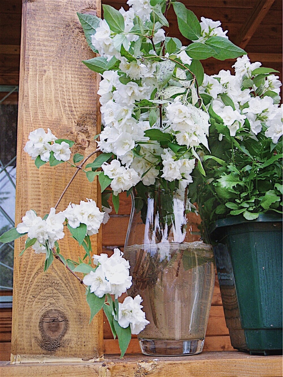 *️⃣ Жасмин