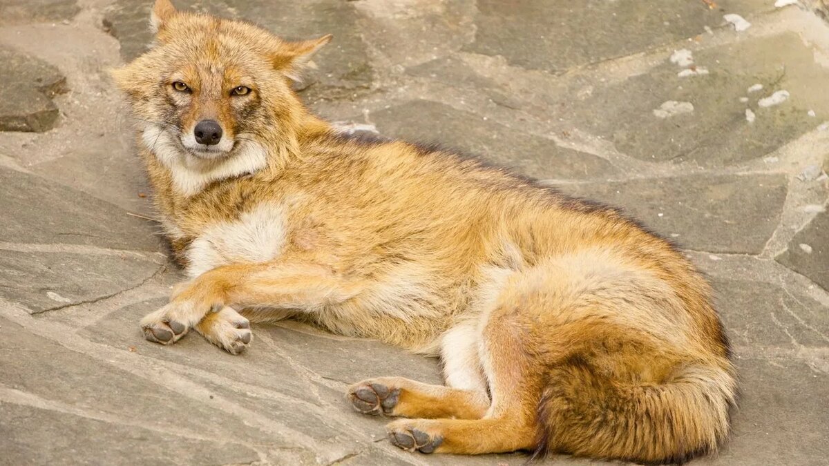 Золотистый шакал