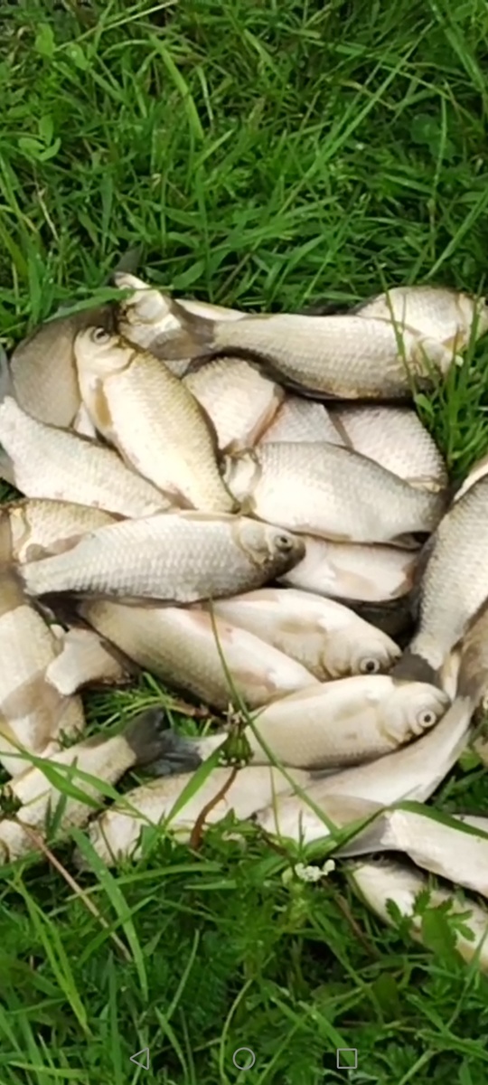 Это наш улов 2кг.150гр.