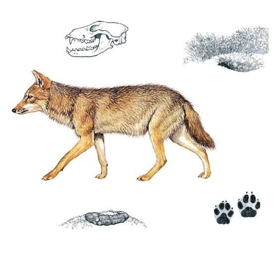 Фото Госохотинспекции Владимирской областти.