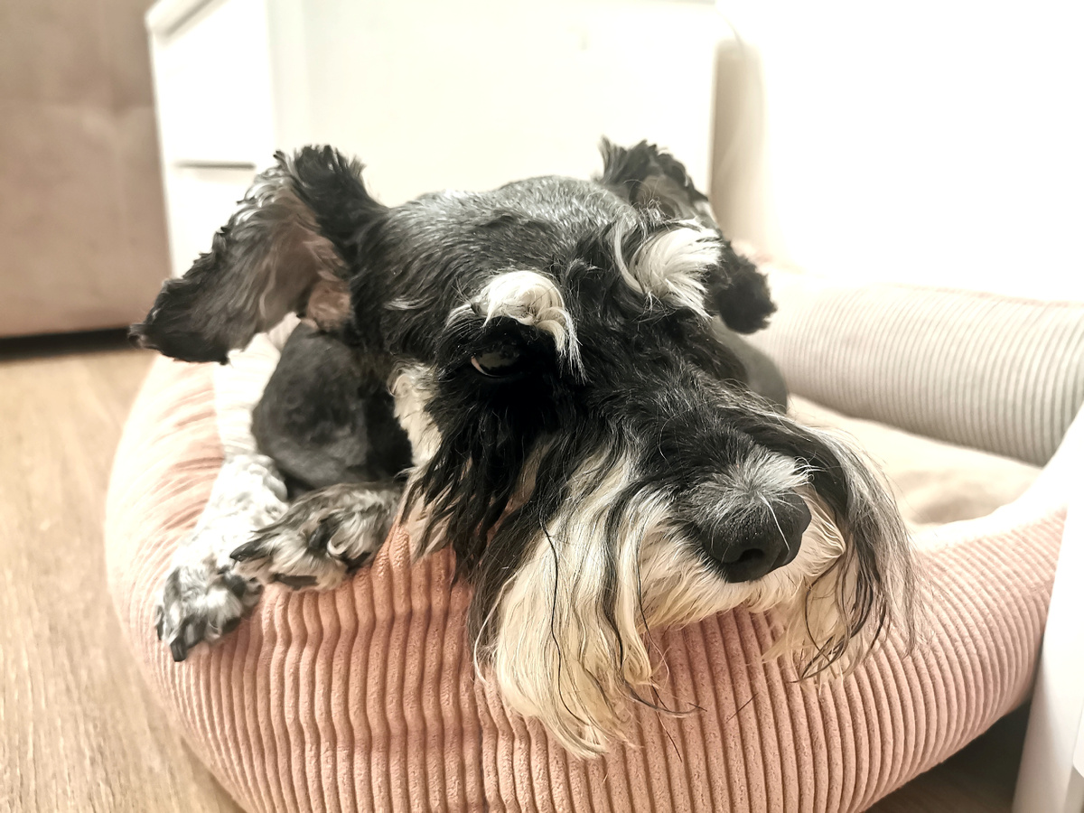 Фото, сделанное накануне операции. Зайка даже не представляет, что её ждёт...