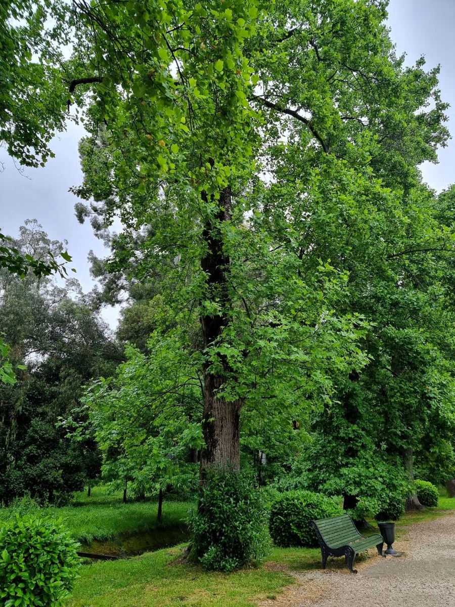 Огромные взрослые лириодендроны. Если очень присмотреться, можно увидеть желтые цветки в кроне.