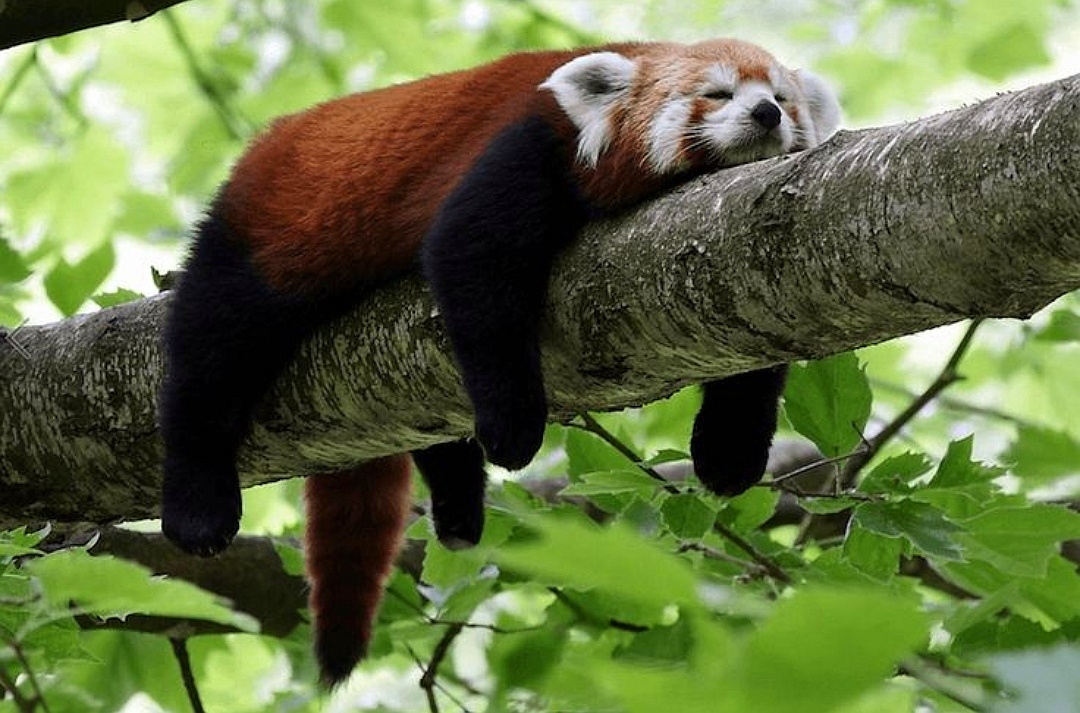 Изображение с сайта i.piming.com