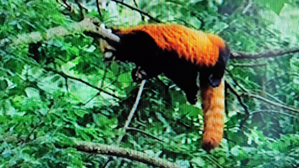 Снимок телеэкрана, тоже красная панда