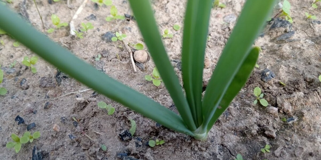 1 ст. л. на 10 л воды для лука. Первая важная подкормка лука для большого урожая