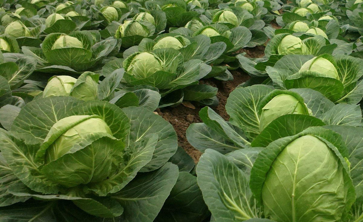  Как вырастить капусту мечты? Ошибки и победы садовода