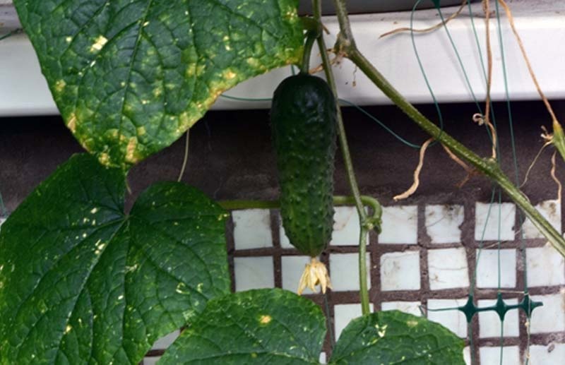 Огурец, выращенный автором на авторском балконе