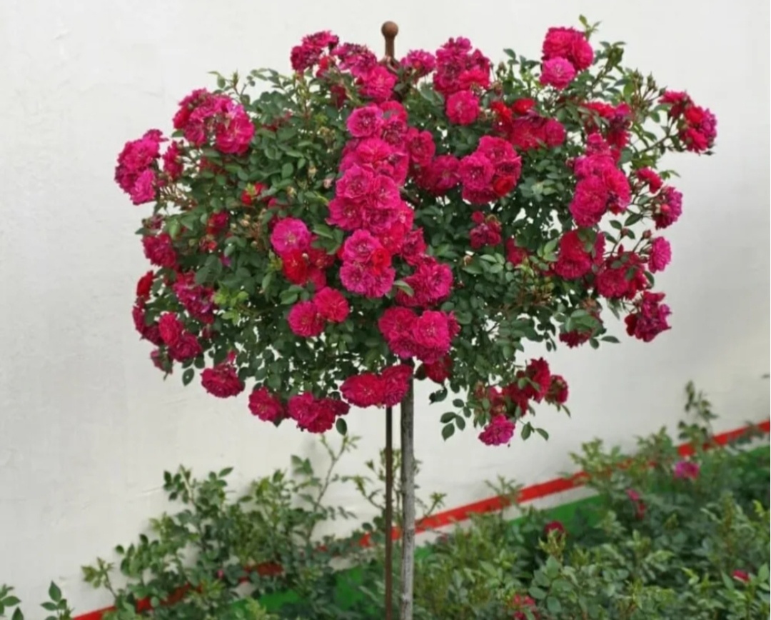 Фото из интернета 