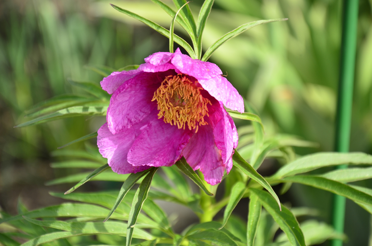 Пион уклоняющийся