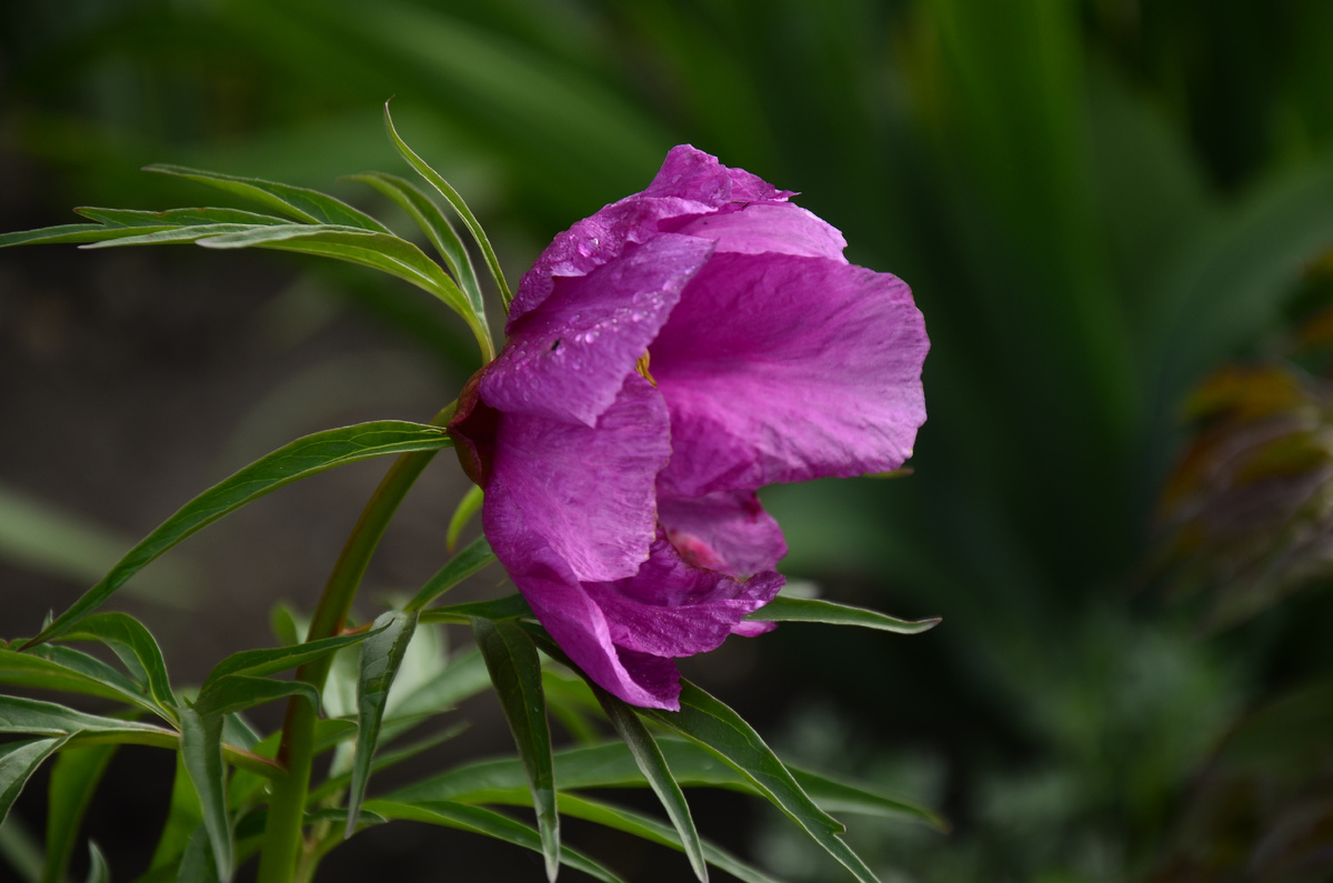Пион уклоняющийся.