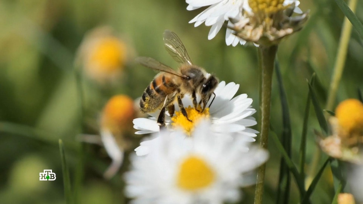   Что губит пчел и чем это грозит человечеству?