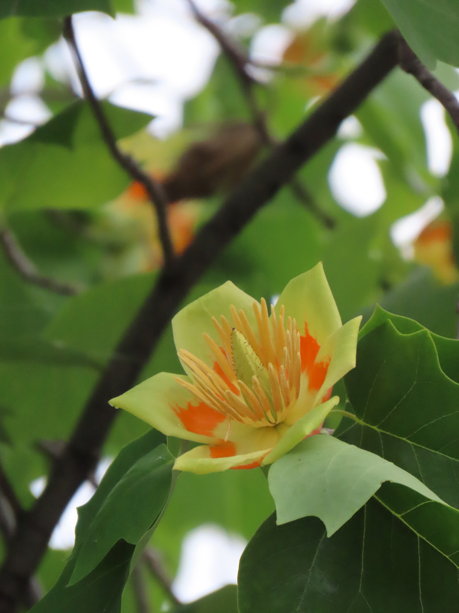 Тюльпановое дерево в Пятигорске (фото автора) 