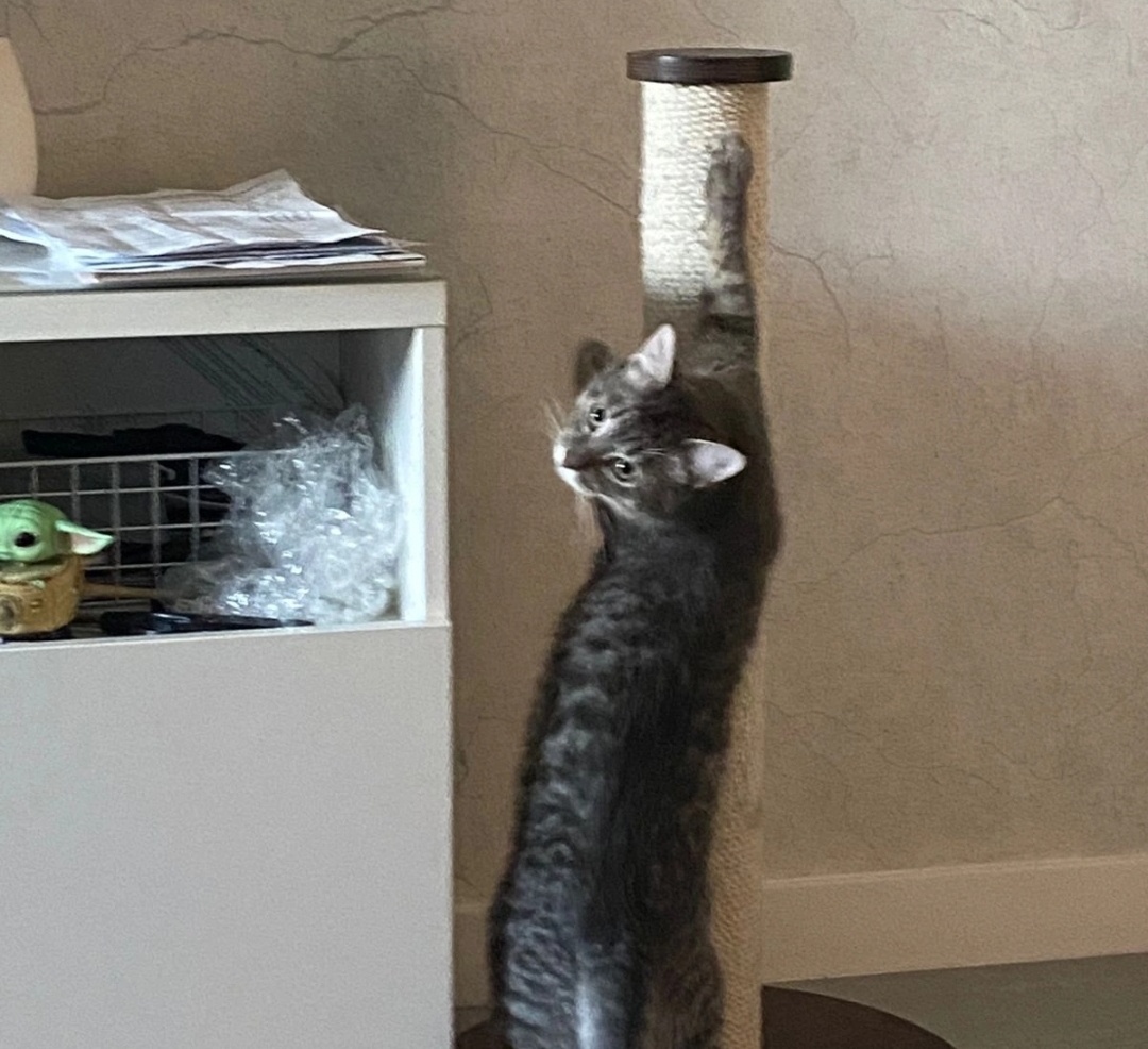 «Здравствуйте! У Ридли все хорошо. Бегает с новым котодругом. Активно ест и пьет. Ещё немного боится нас с женой, и при виде может убежать, но когда не убегает - дает гладить, все хорошо: мы на него не наседаем».  