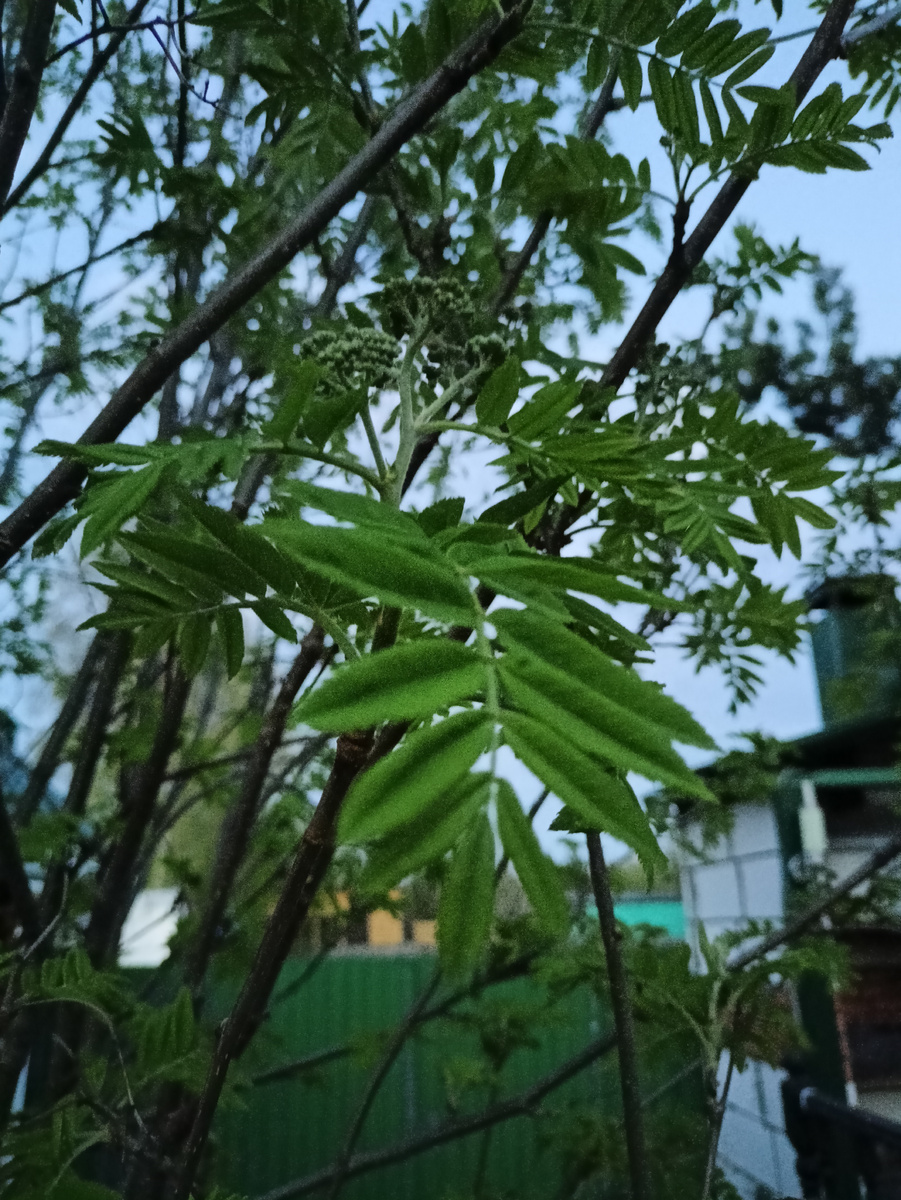 У рябинки уже хорошие листочки 