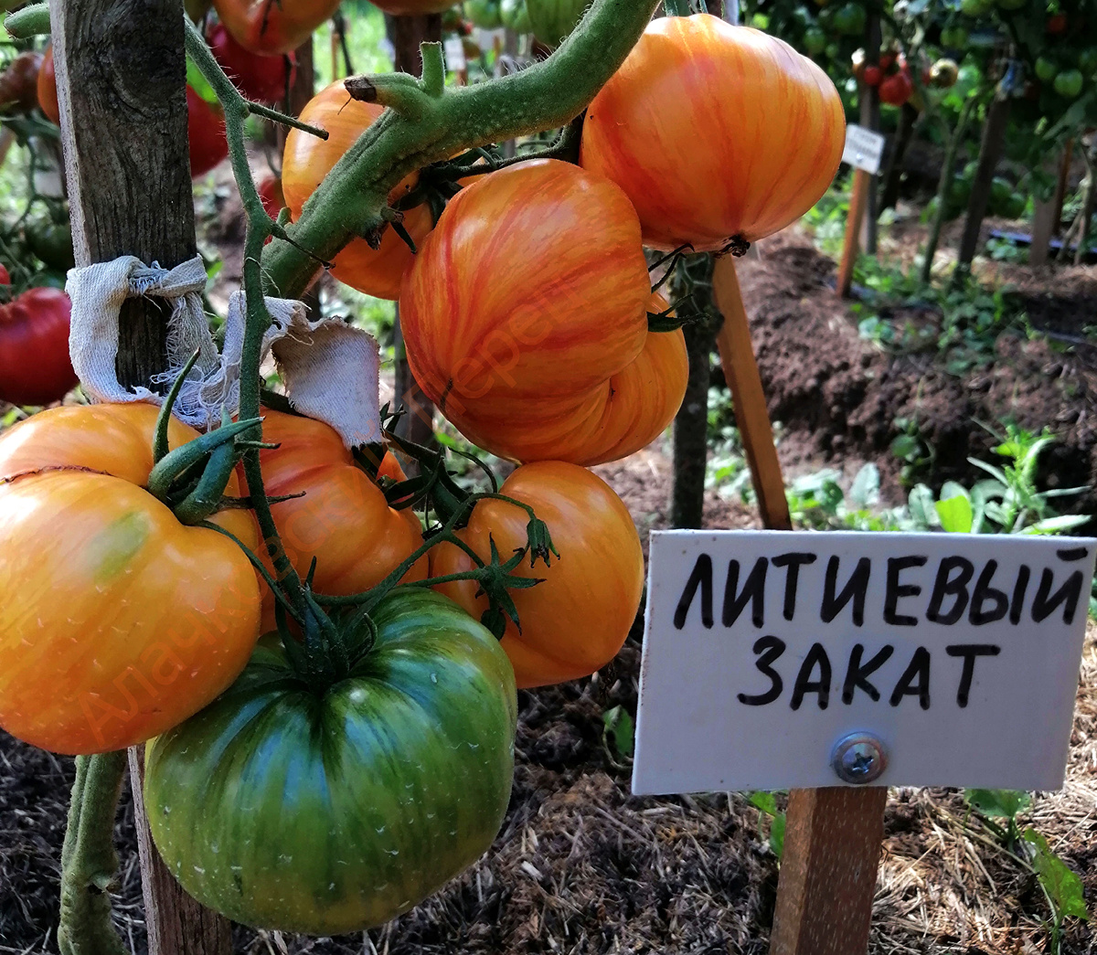 Литиевый Закат