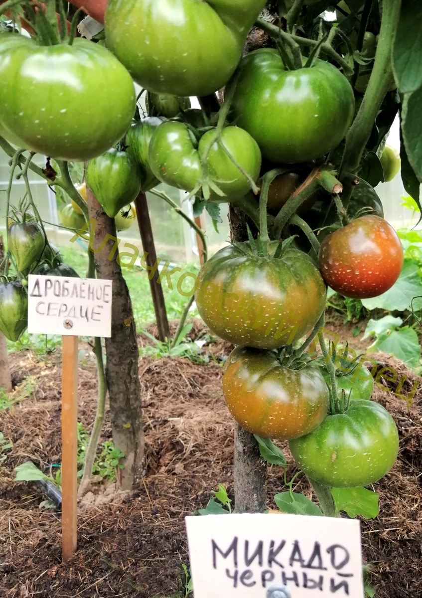 Микадо черный