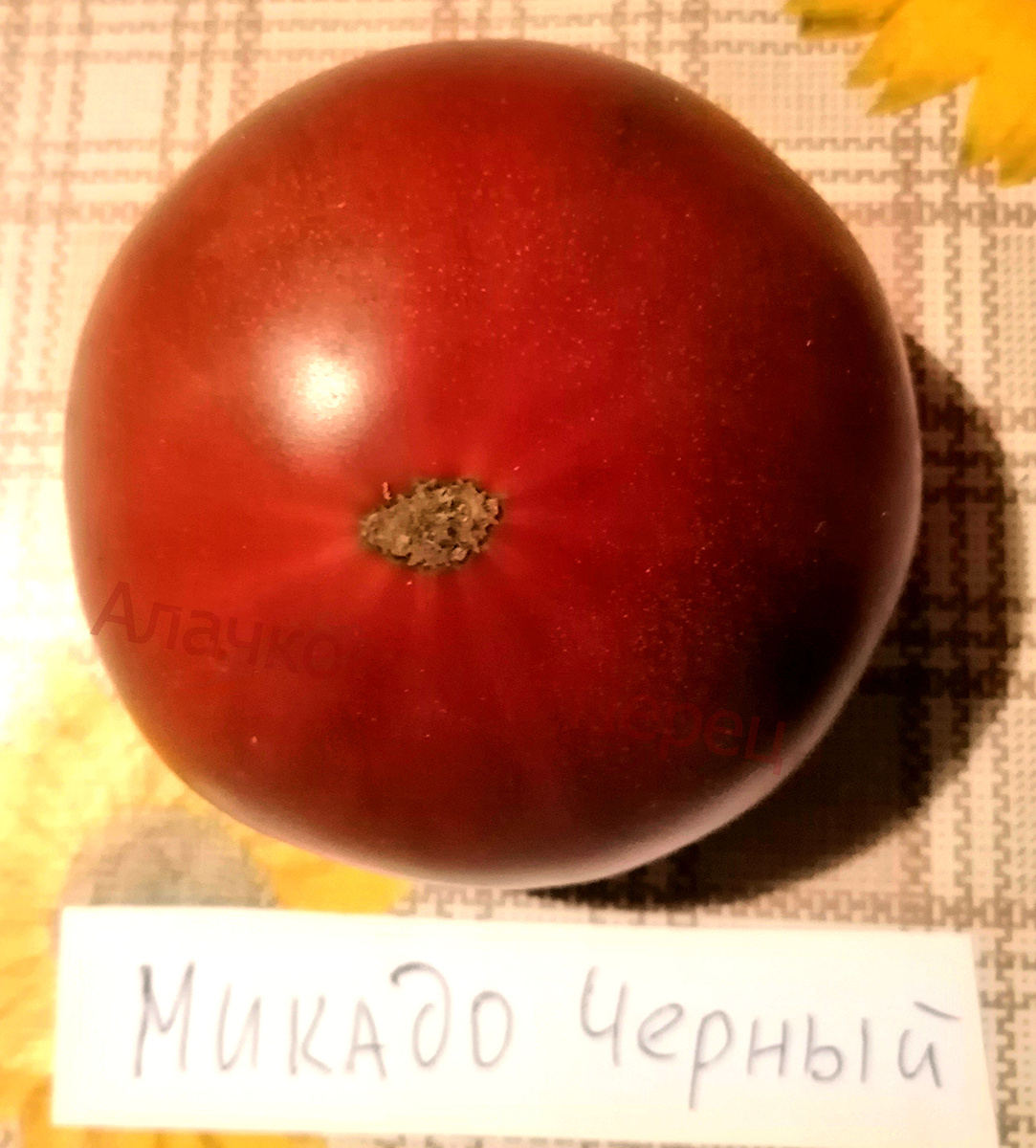 Микадо черный