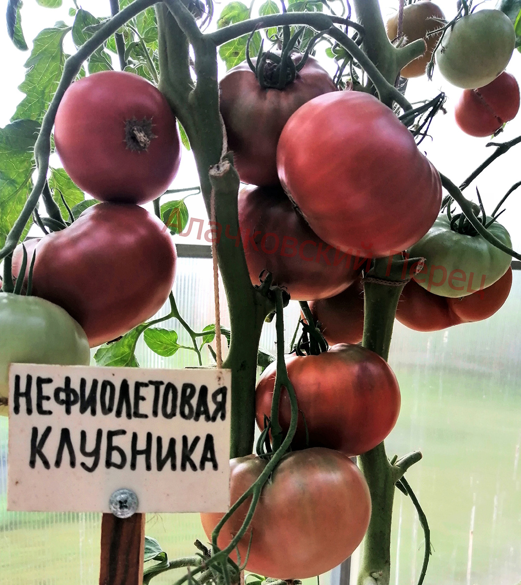 Не фиолетовая клубника