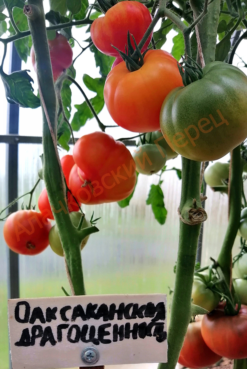 Оаксаканская драгоценность