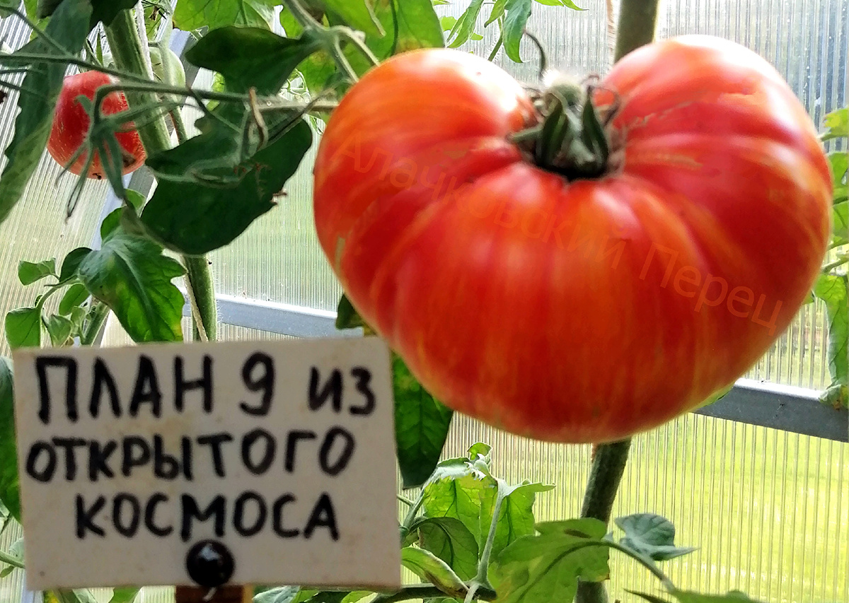 План 9 из открытого космоса