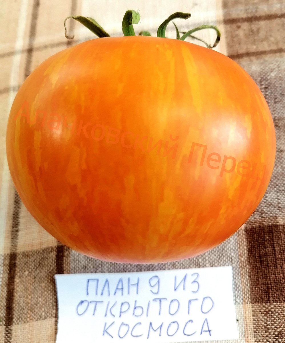 План 9 из открытого космоса