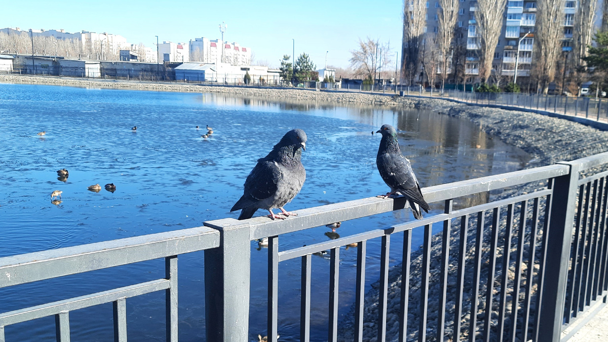 Просто голуби в парке