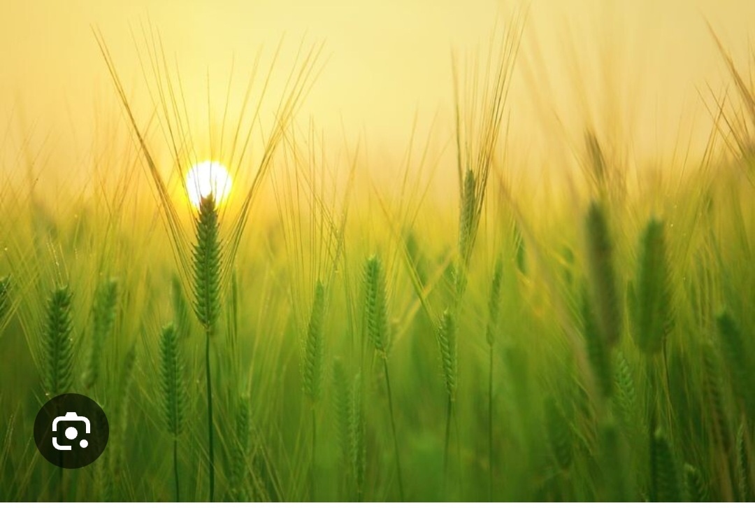 В этот день начинается посев пшеницы и всех зерновых.