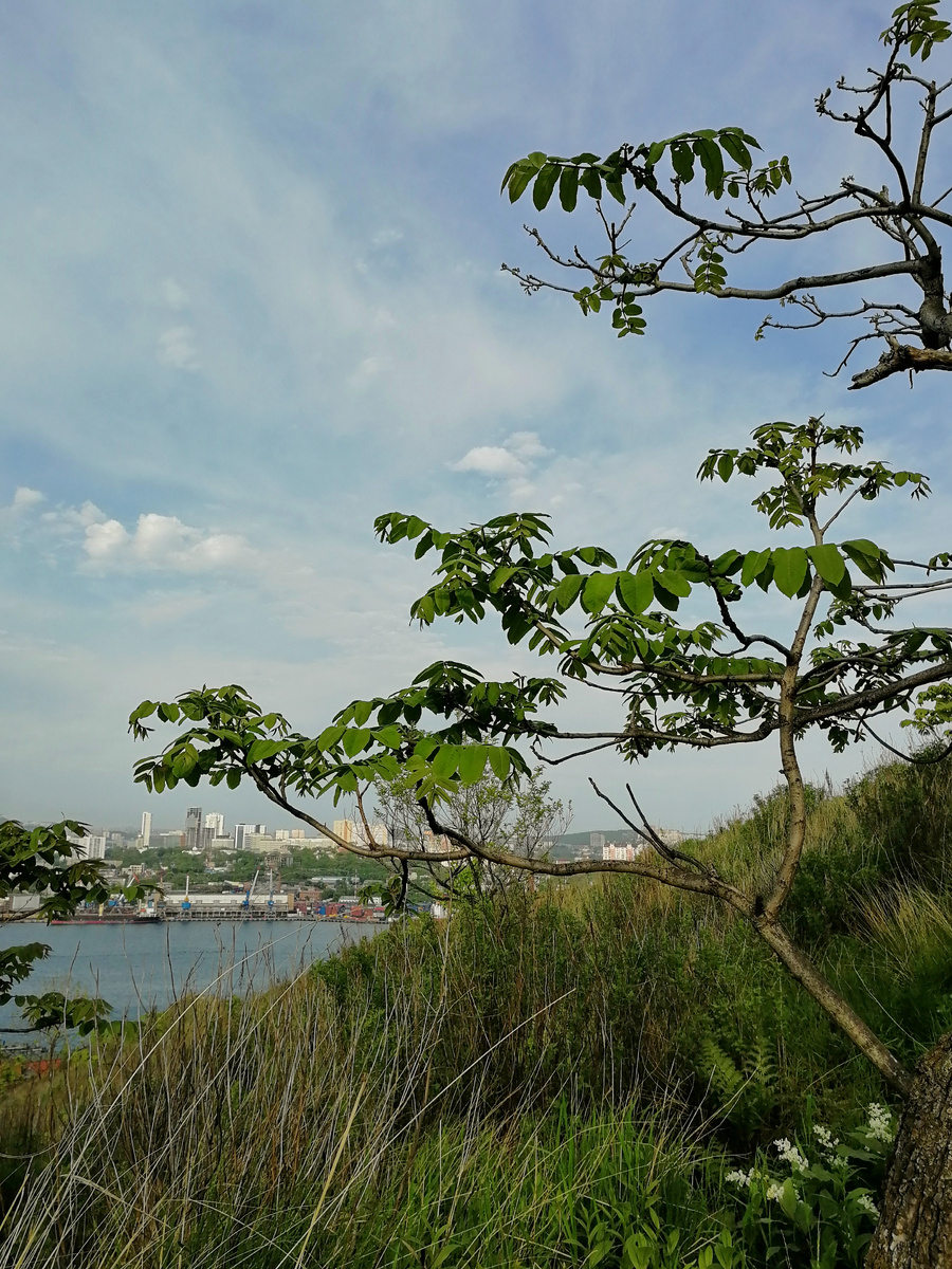 Это фото мая 2019 года. Под деревом ореха маньчжурского видны красивые белые кисти. Больше нигде на всей сопке это растение не встретилось ни тогда, ни в последующие годы. 