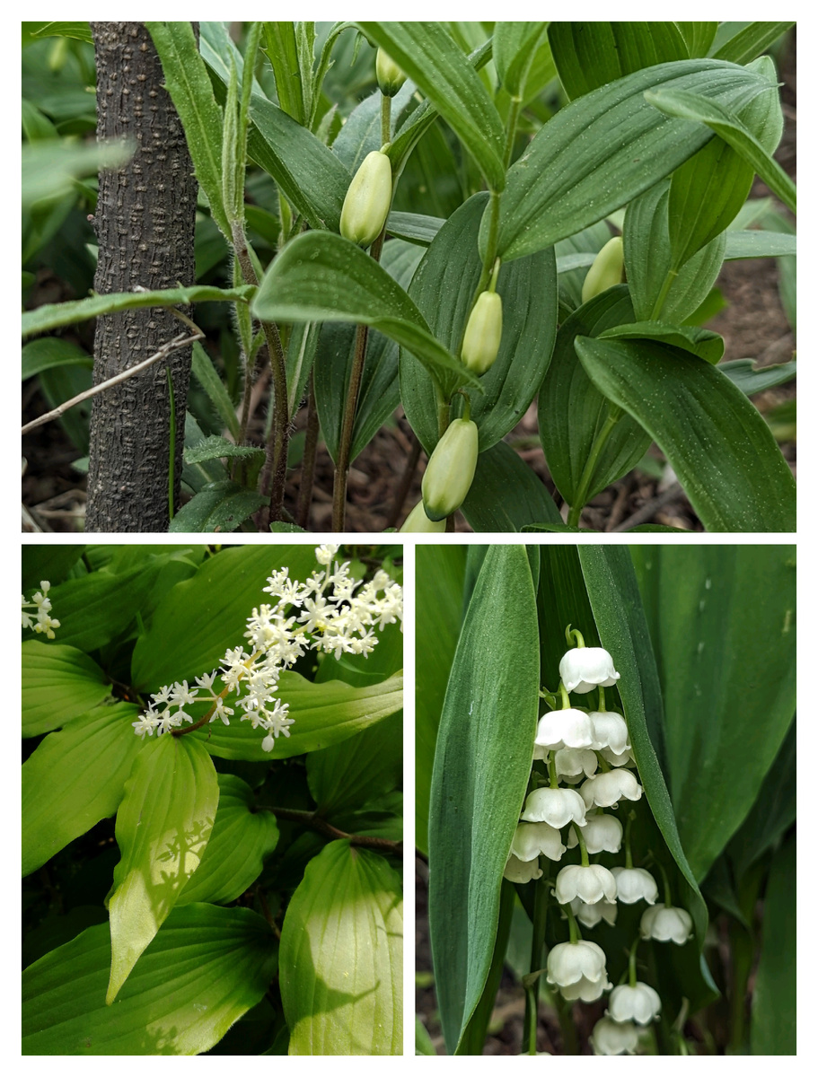 Некоторое сходство есть в облике этих растений, особенно в их листьях. Вверху: купена; внизу слева: майник кистистый; справа: ландыш майский. Но все эти растения принадлежат к разным семействам! 