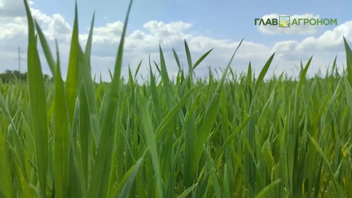 Фото:© Владимир Исаенко / Glavagronom.ru
Свердловская область находится в зоне рискованного земледелия