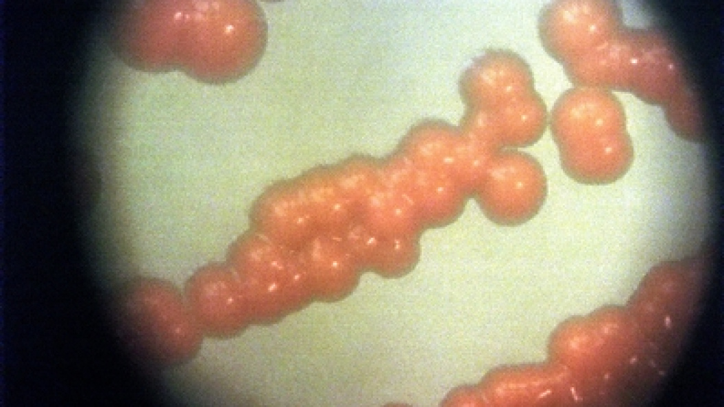    Alexander Legky/Globallookpress