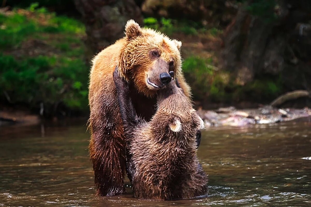    Матухино счастье.