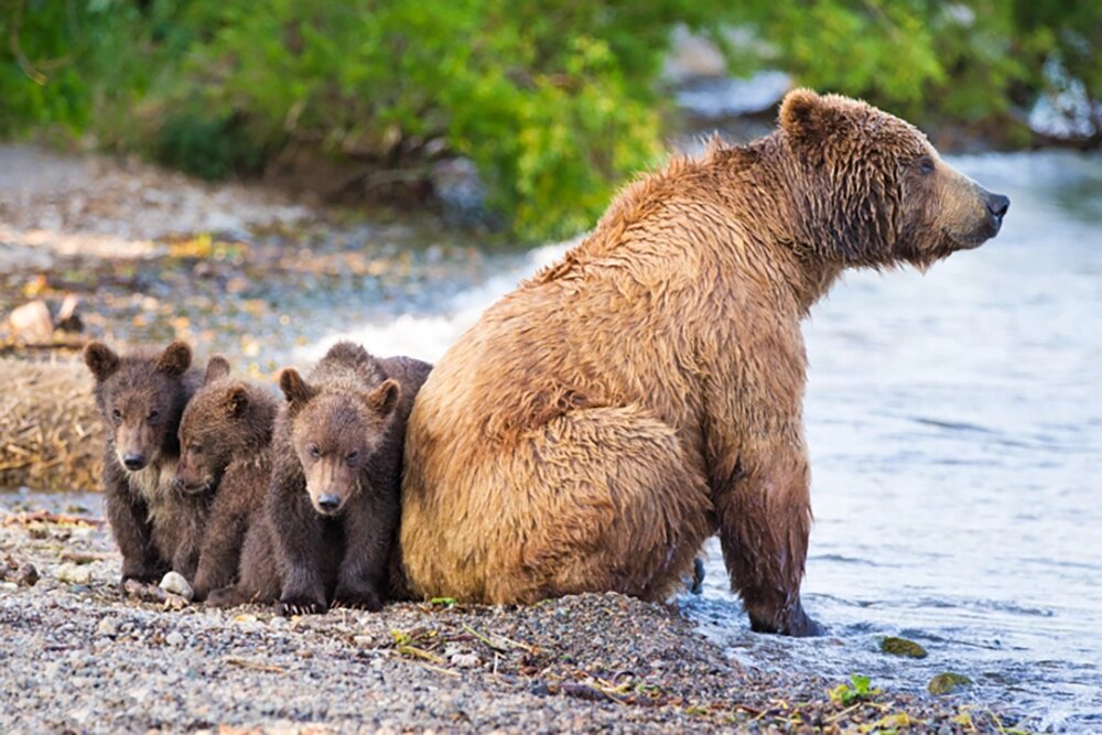    Сеголетки. Фото: Геннадий Юсин