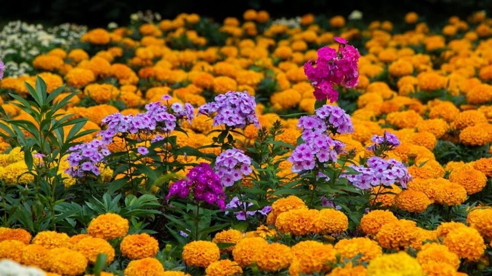    Барнаульские клумбы. Источник: Дарья Тяжина