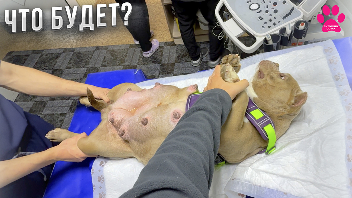 Новое видео на канале "Питомник Собак"