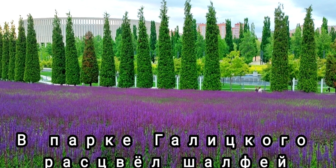 В парке Галицкого начался сезон цветения шалфея.