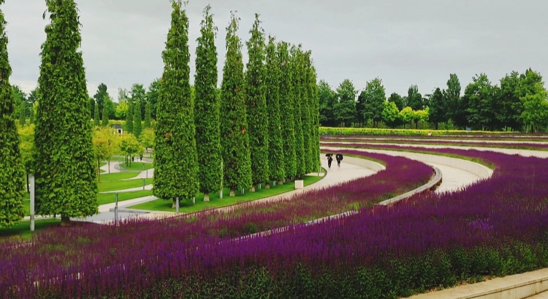 💜🌸💜🌸💜🌸💜