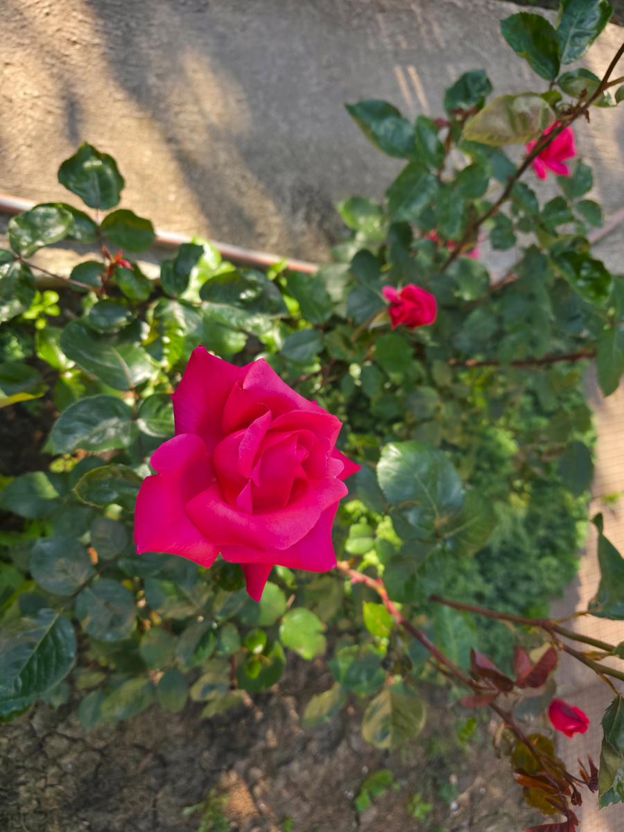 Кубань – регион с благоприятными климатическими условиями для выращивания разнообразных цветов. Кубанские розы известны своими красивыми и ароматными бутонами, разнообразными оттенками и элегантными стеблями.