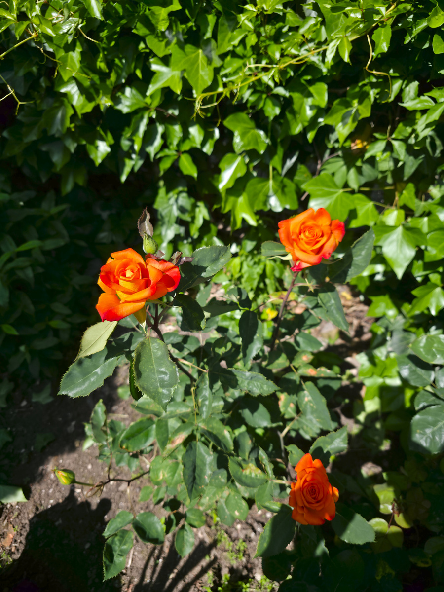 Обильное и продолжительное цветение радует глаз в течение всего сезона.  Яркие цветы становятся украшением не только любого сада, но и букета или цветочной композиции.