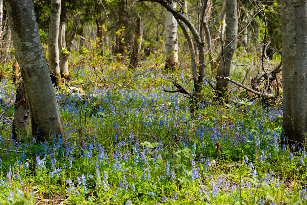 Весенние цветы