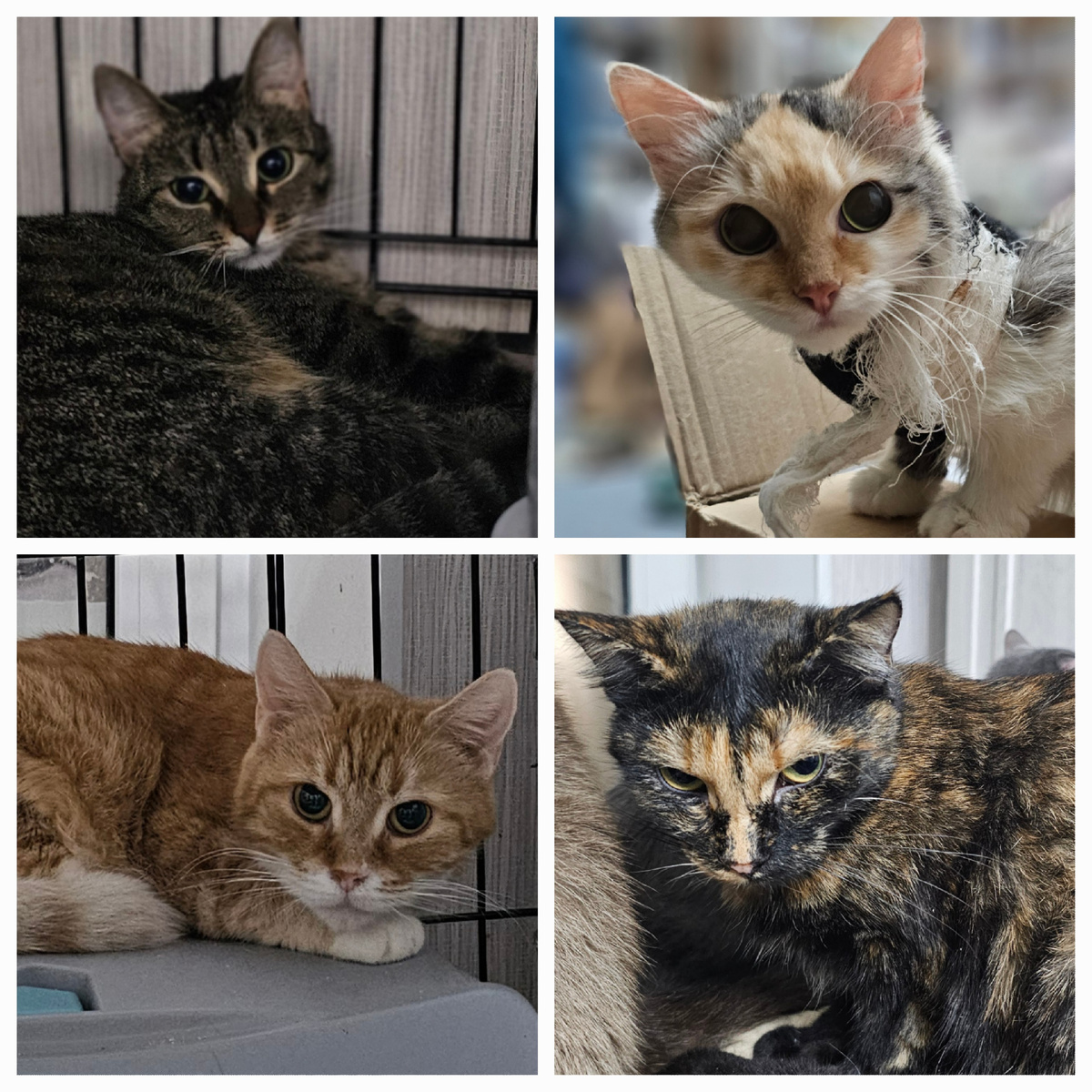 Фото автора. По этому коду можно поддержать хвостиков приюта.