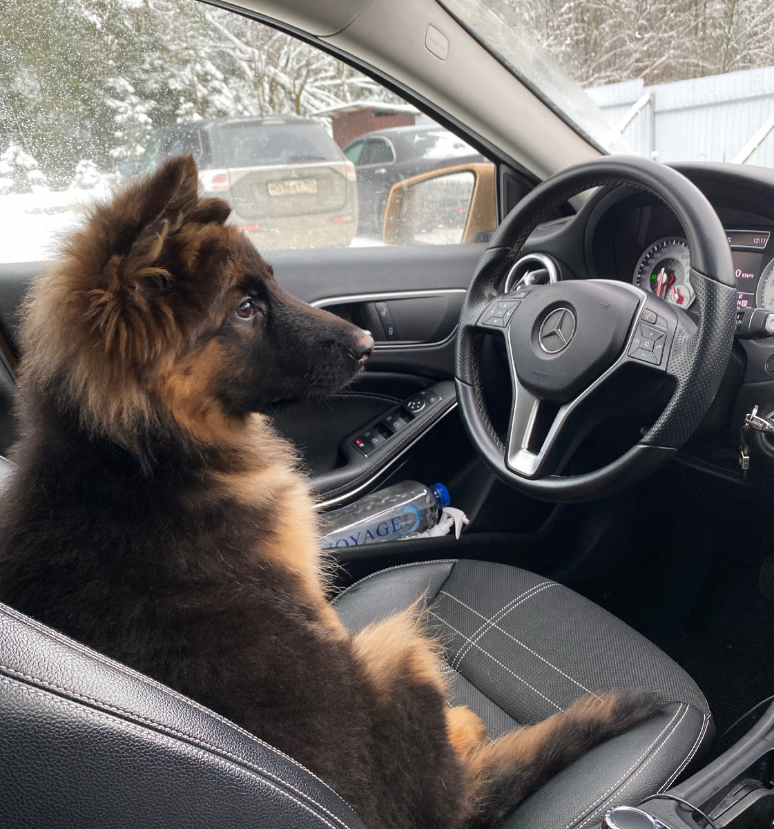 Маленький Локи впервые за рулём