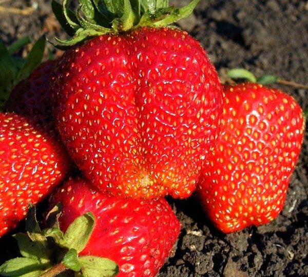 ТАЙНА КРУПНОЙ КЛУБНИКИ