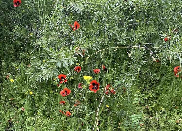   Фото: маковое поле, Амур.инфо