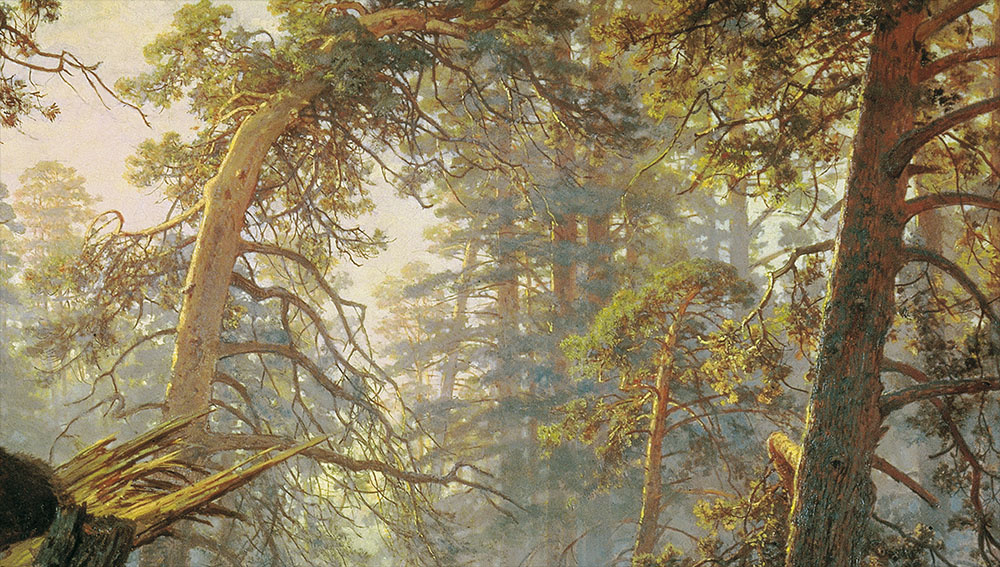 Фрагмент картины И. Шишкина «Утро в сосновом лесу». 