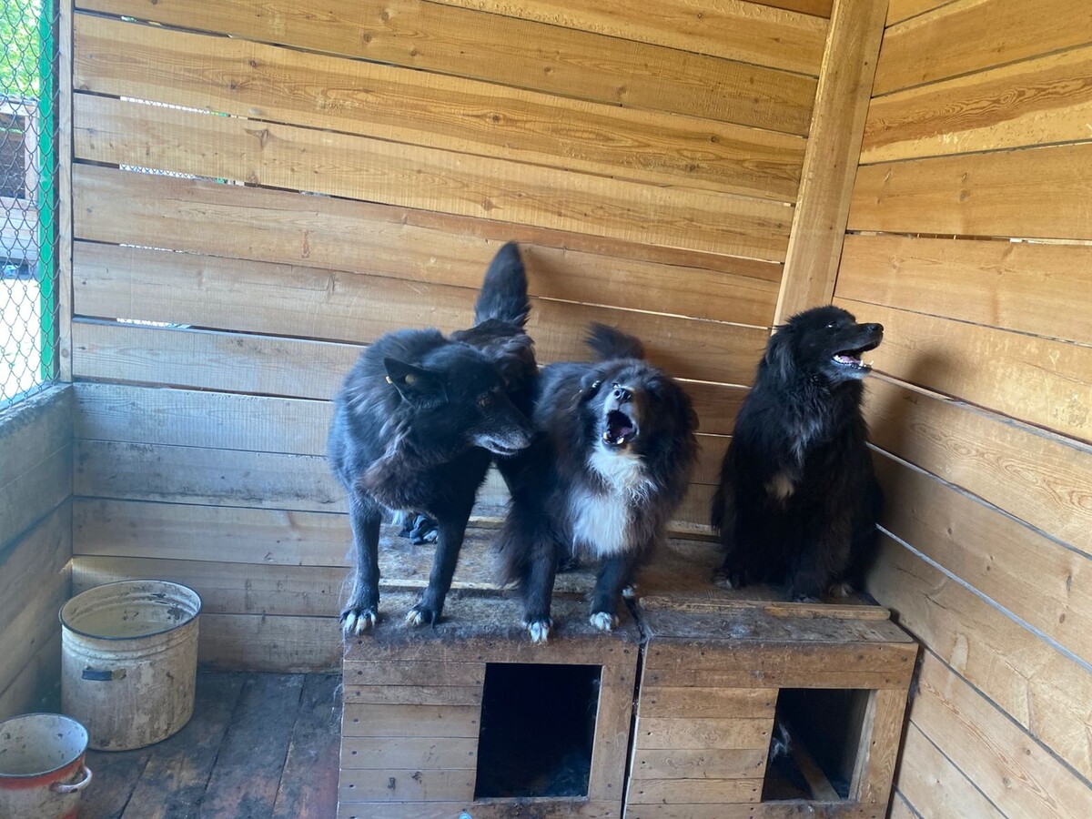 Душечка, Малыш и Мишка (он же Черныш, он же Бахтик)